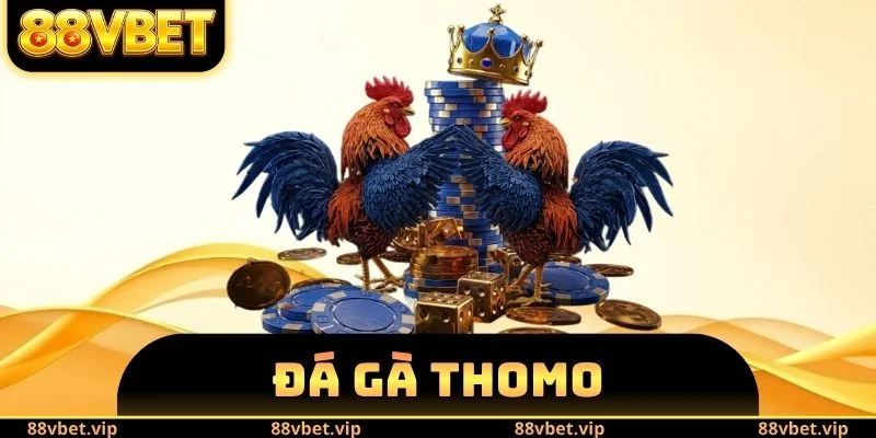 Đá Gà Thomo - Lý Do Trở Thành Sân Chơi Số 1 Của Sư Kê 1 Đá Gà Thomo